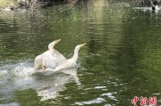 自己算命吉林：罕见白鸬鹚连续两年“故地重游”