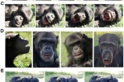 自己算命国际最新研究：机器人“打哈欠” 黑猩猩被传染